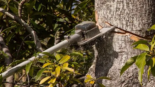 Rubrik_Naturshcutz_Biodiversitaet_-_Wald_-_Kettensaege-pixabay-chainsaw-945411__340